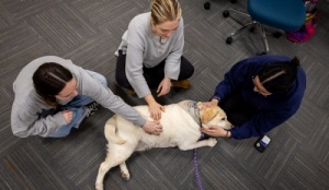 overhead shot of three girls petting a dog. 