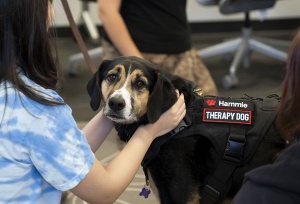 Hamilton the therapy dog visits the library. 