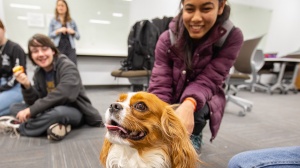 Students interact with therapy dogs in Silverman Library. 