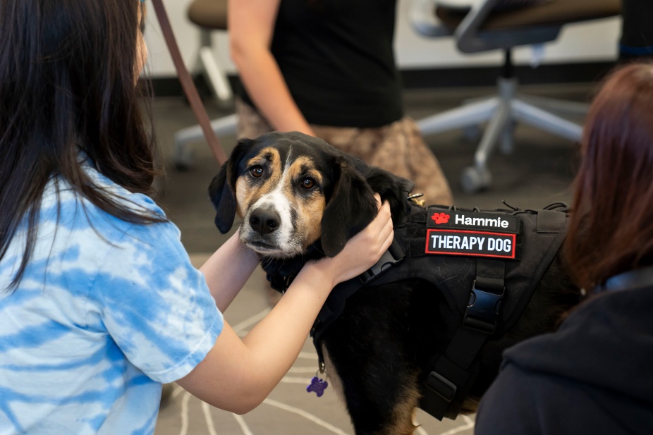 Hamilton the therapy dog visits the library. 