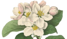 19th Century Digitized Botanical Image. 