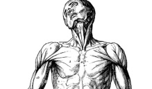 Anatomical Art by Vesalius. 