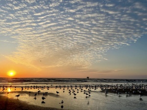 Photo of the sun setting and seagulls on the beach at Woodlawn Beach. 