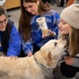 Smiling students pet a yellow Labrador retriever. 