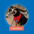 Hamilton. 