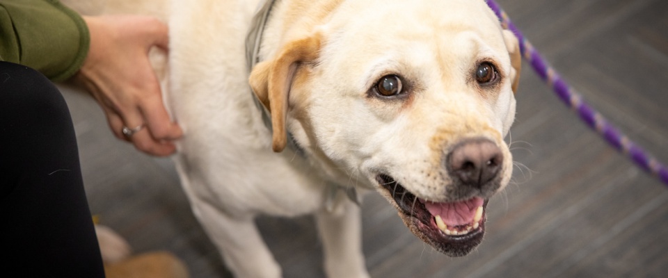 Therapy dog visits in Silverman Library. 