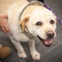Therapy dog visits in Silverman Library. 