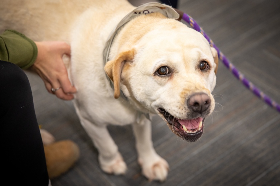 Therapy dog visits in Silverman Library. 