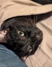 Natalia's cat looks into the camera.
